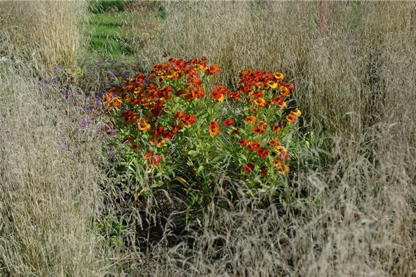 Garten-Sonnenbraut 'Baudirektor Linne'