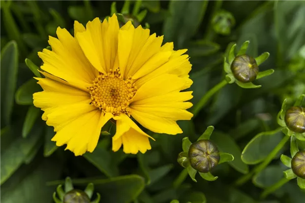 Kleines Garten-Mädchenauge 'Goldtaler'