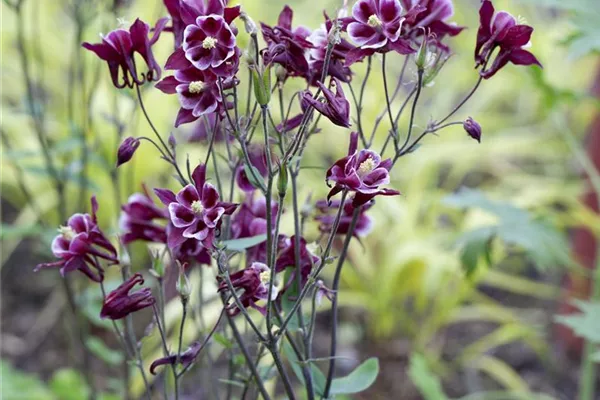 Garten-Akelei