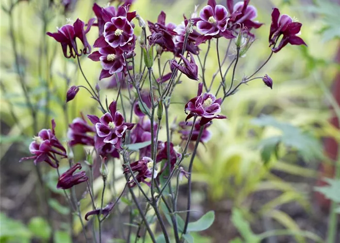 Aquilegia vulgaris 'William Guiness'