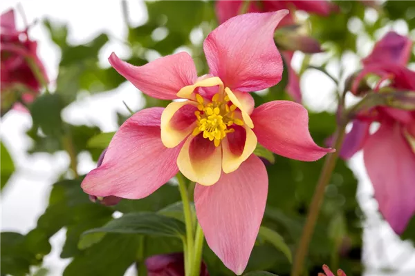 Akelei 'Koralle'