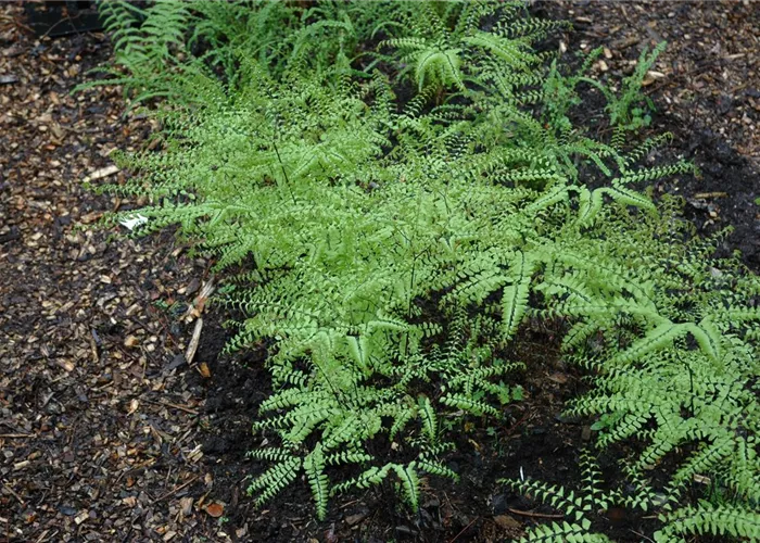 Adiantum pedatum