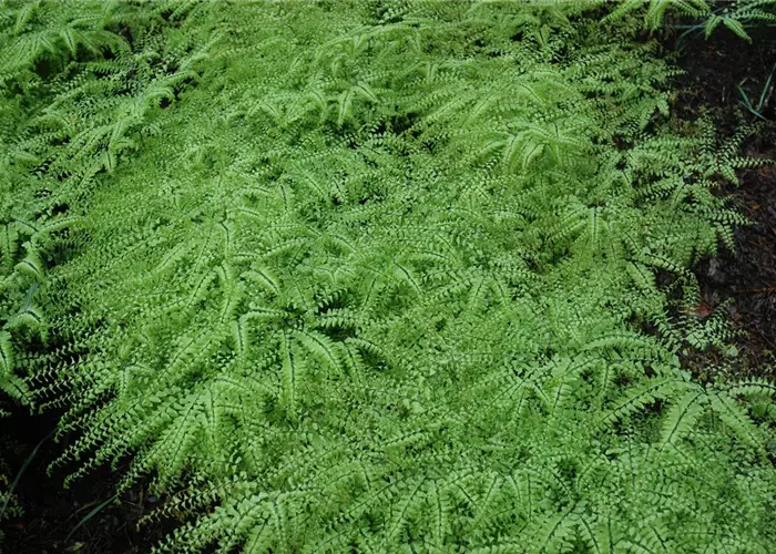 Adiantum pedatum