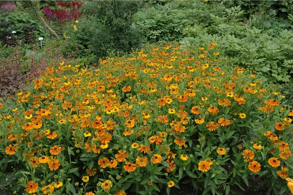 Garten-Sonnenbraut 'Waltraud'