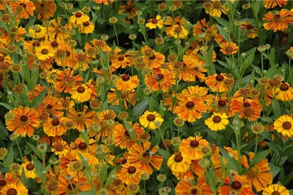 Garten-Sonnenbraut 'Sahin´s Early Flowerer'