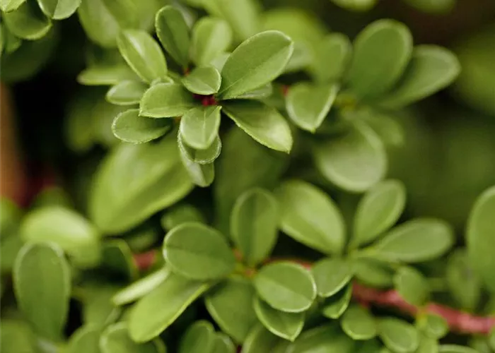 Cotoneaster dammeri 'Eichholz'