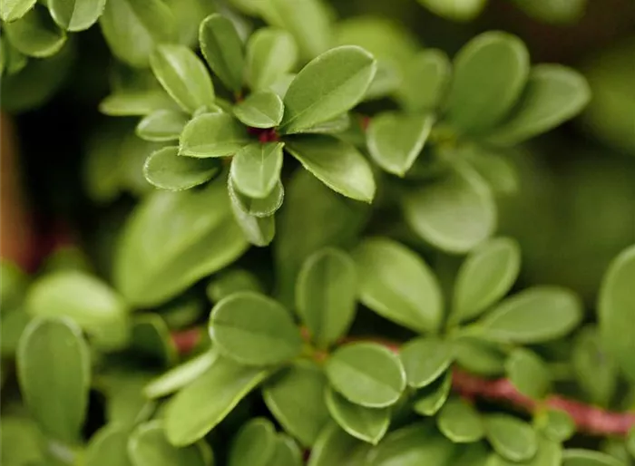 Kriechmispel 'Eichholz'