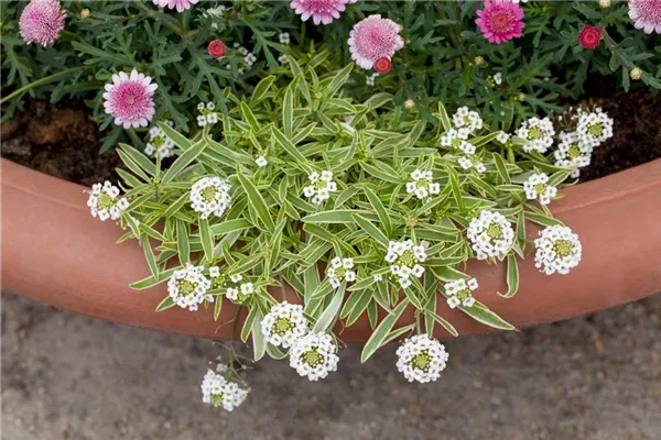 Immergrüne Schleifenblume 'Fischbeck'