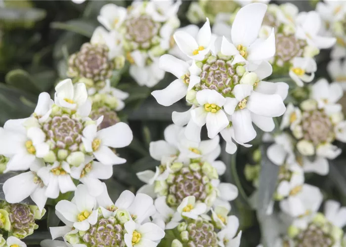 Iberis sempervirens 'Fischbeck'