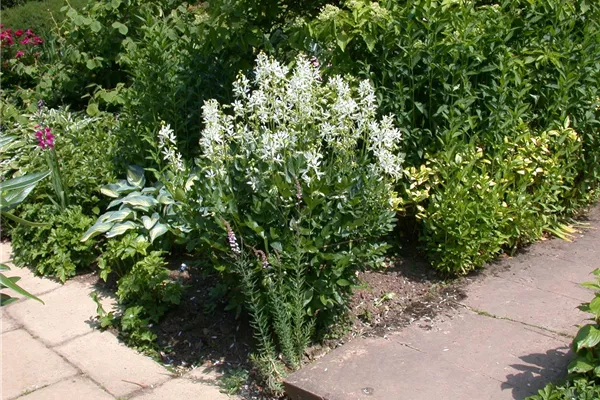 Weißblühender Diptam 'Albiflorus'