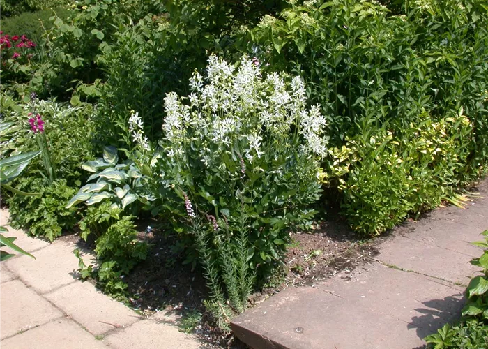 Dictamnus albus 'Albiflorus'