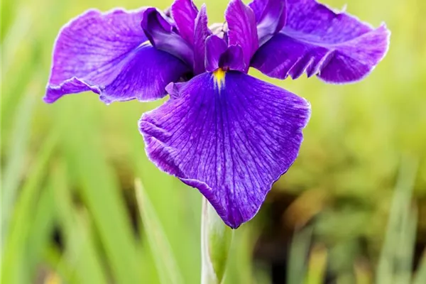 Asiatische Sumpf-Schwertlilie