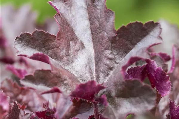 Garten-Silberglöckchen 'Chocolate Ruffles'