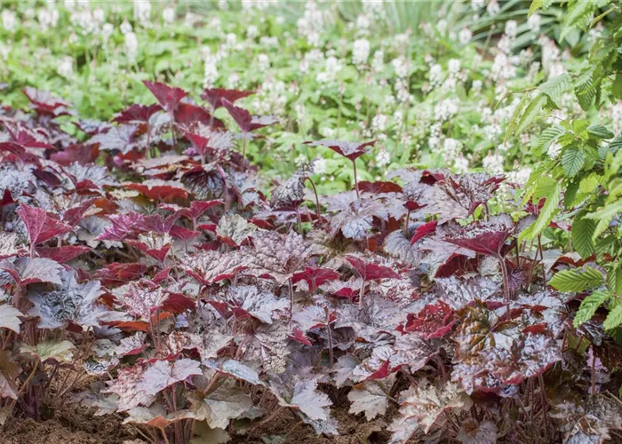 Heuchera x micrantha 'Rachel'