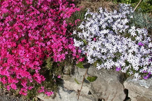 Garten-Teppich-Flammenblume