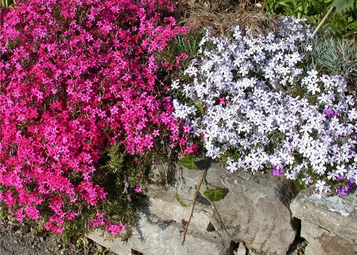 Phlox subulata 'Scarlet Flame'