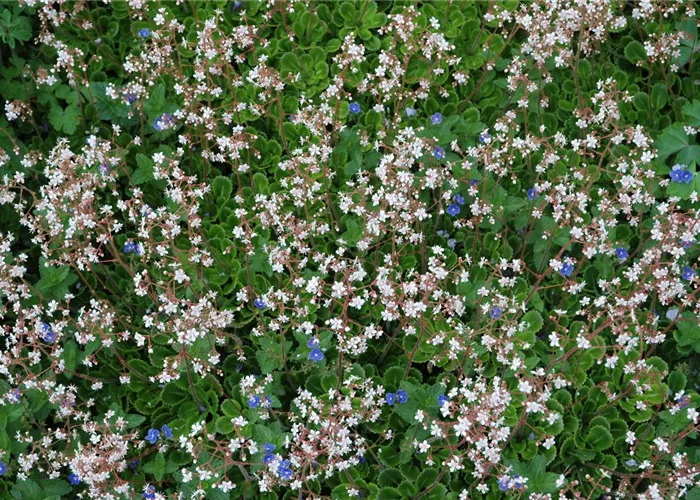 Saxifraga x urbium