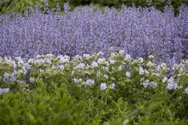 Garten-Blüten-Salbei 'Tänzerin'