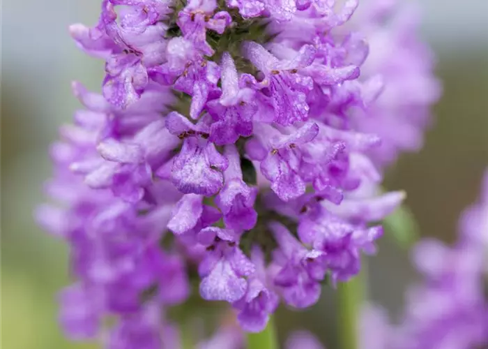 Betonica hirsuta 'Hummelo' (Stachys mon.)