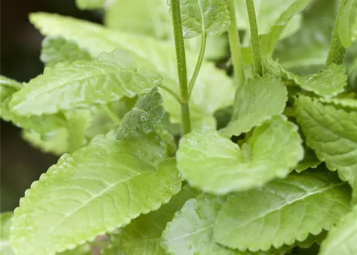Betonica hirsuta 'Hummelo' (Stachys mon.)