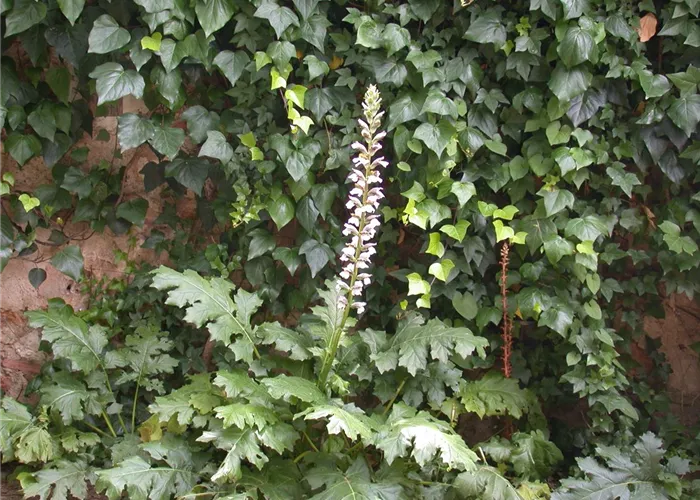 Acanthus mollis