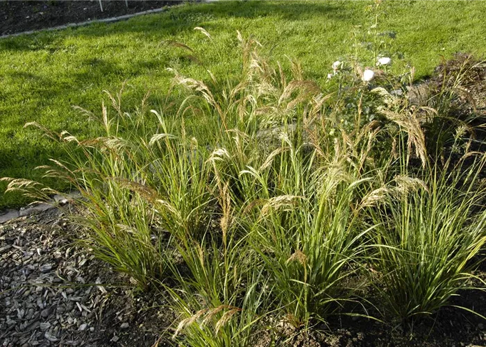 Stipa calamagrostis 'Algäu'