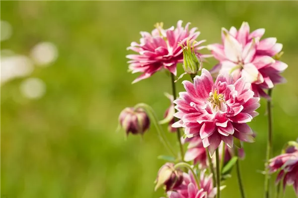 Langspornige Garten-Akelei 'Nora Barlow'