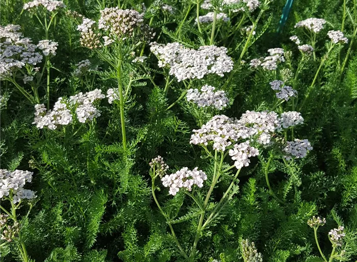 Schafgarbe 'Hoffnung'