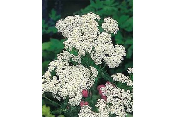 Schafgarbe 'White Beauty'