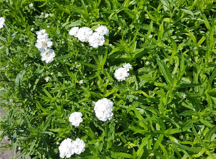 Garten-Bertrams-Garbe 'The Pearl'