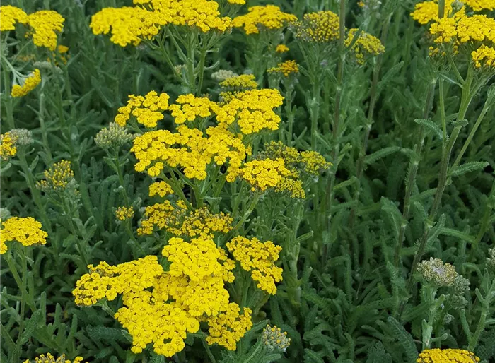 Garten-Teppich-Garbe 'Aurea'