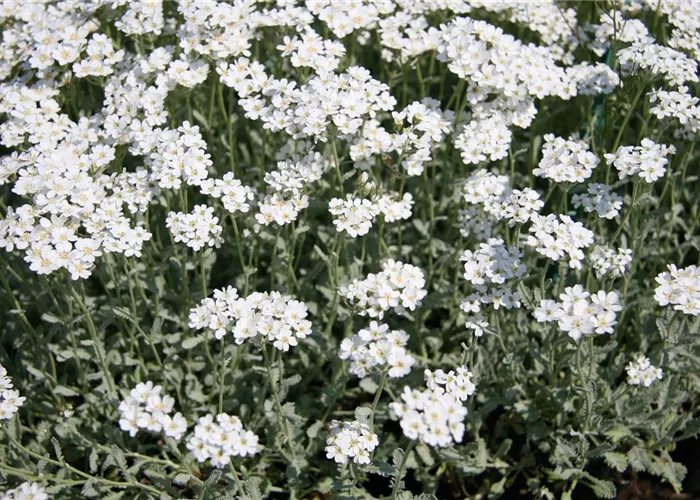 Achillea umbellata