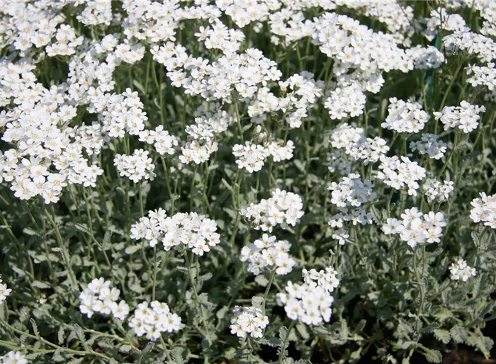 Griechische Silber-Garbe