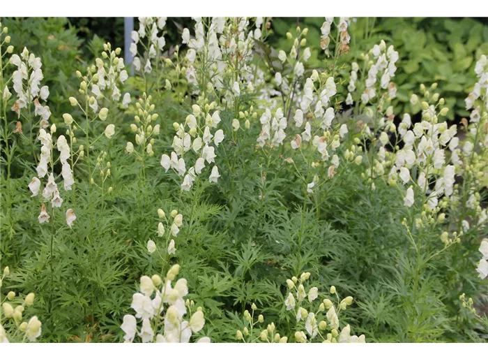 Garten-Eisenhut 'Album'