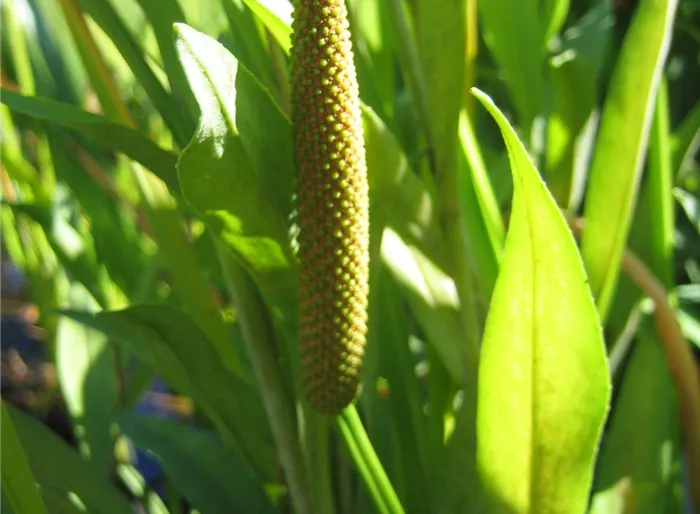 Kolbenblütiger Kalmus