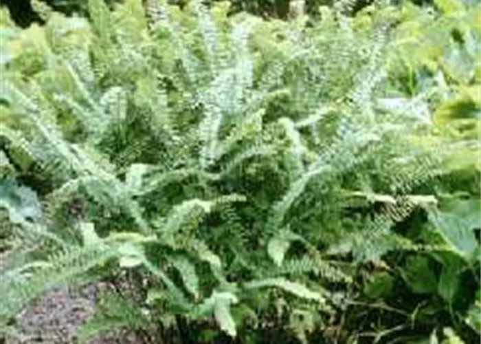 Adiantum pedatum 'Imbricatum'