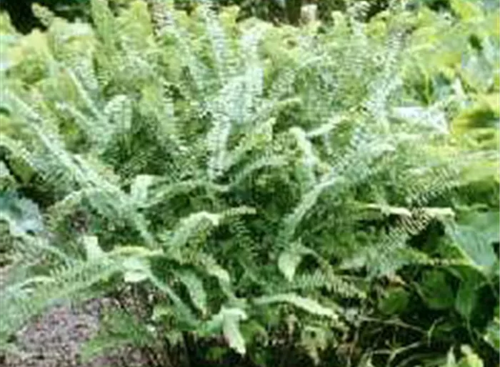 Kleiner Garten-Pfauenradfarn 'Imbricatum'