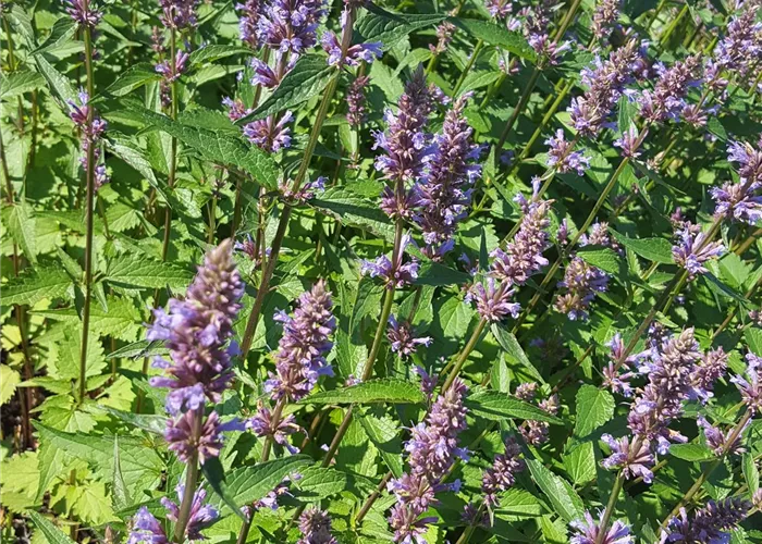 Agastache foeniculum 'Purple Haze'