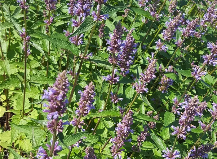 Garten-Duftnessel 'Purple Haze'