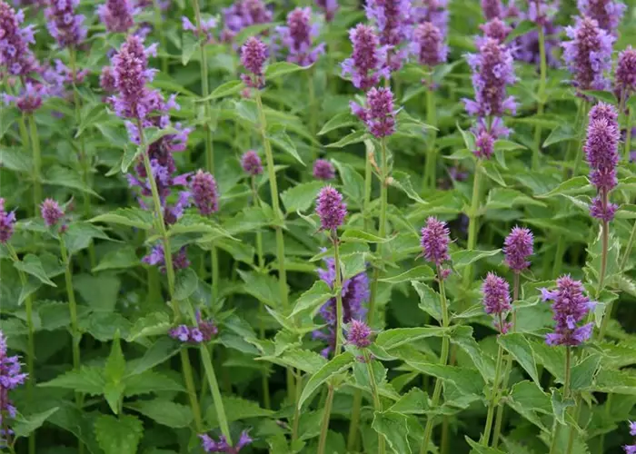 Agastache x rugosa 'Blue Boa'