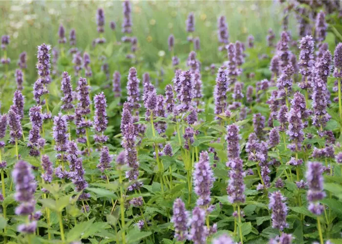 Agastache x rugosa 'Blue Fortune'