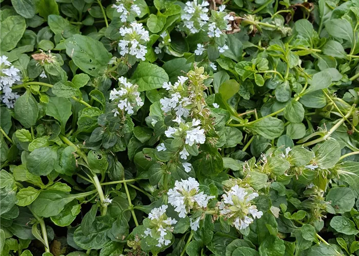 Ajuga reptans 'Alba'