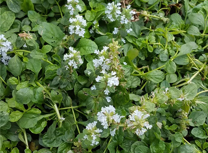 Kriechender Günsel 'Alba'