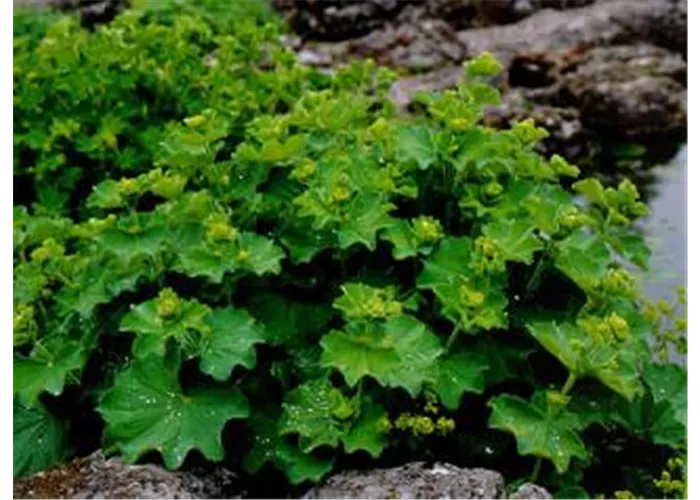 Alchemilla epipsila
