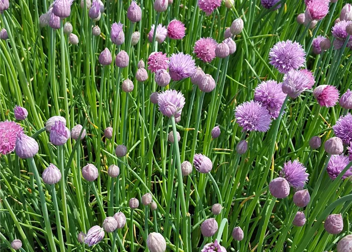 Allium schoenoprasum 'Forescate'