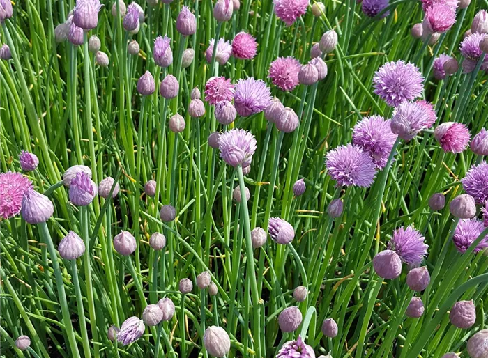 Blüten-Schnittlauch 'Forescate'