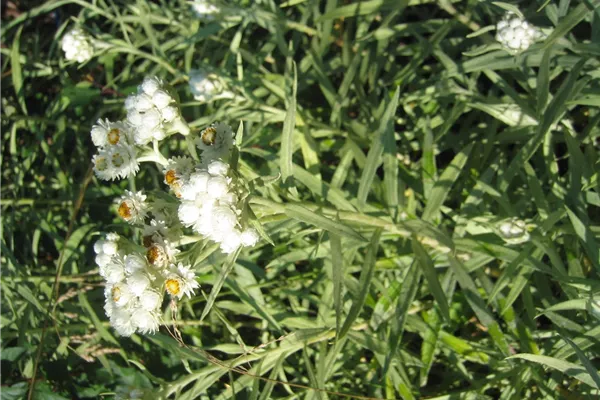 Großes Garten-Perlkörbchen 'Neuschnee'