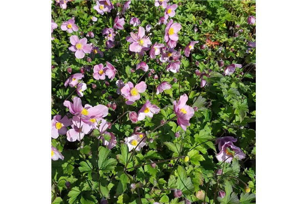 Garten-Herbst-Anemone 'Rosenschale'