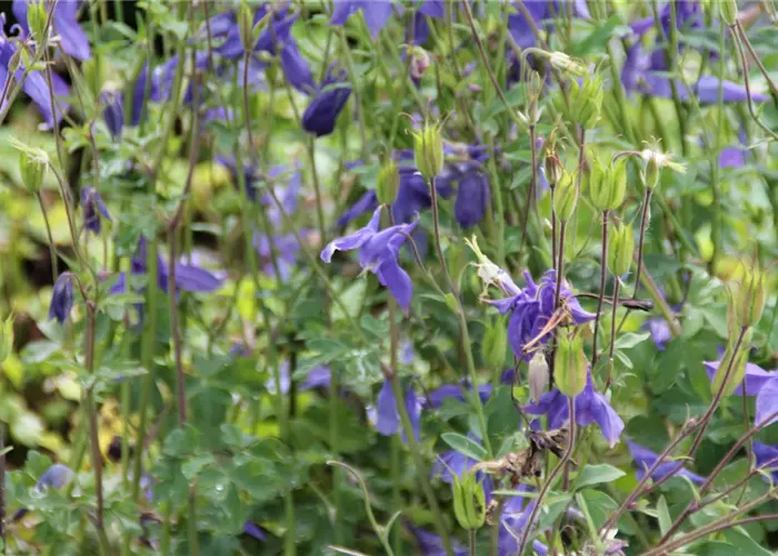 Aquilegia alpina
