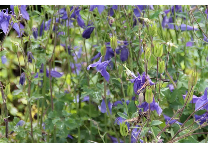Aquilegia alpina